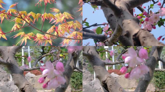 春天秋天微风吹动枫树叶樱花花朵小清新唯美