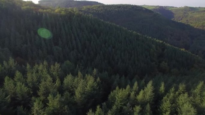 无人机飞越高树森林