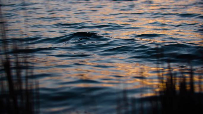 金色水面湖面湖边夕阳水面波浪波光