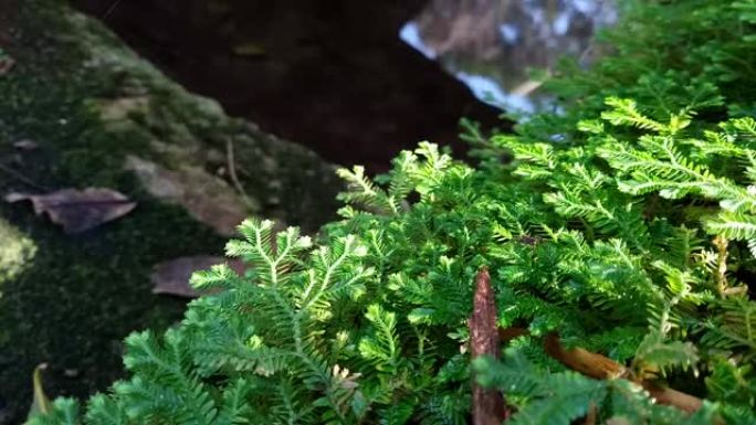卷柏属。热带雨林中的蕨类植物