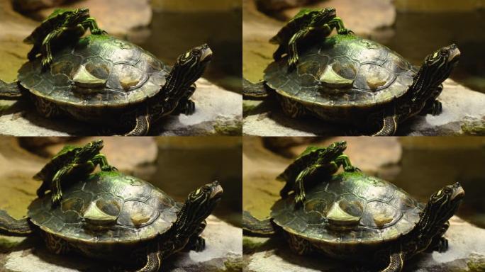 水龟。