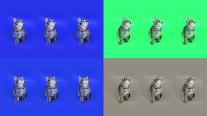 蓬松的小猫在明亮变化的背景下移动头部