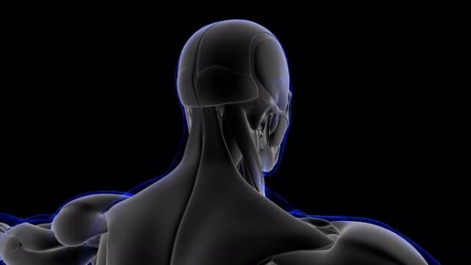医学概念的精神肌肉解剖环可3D插图