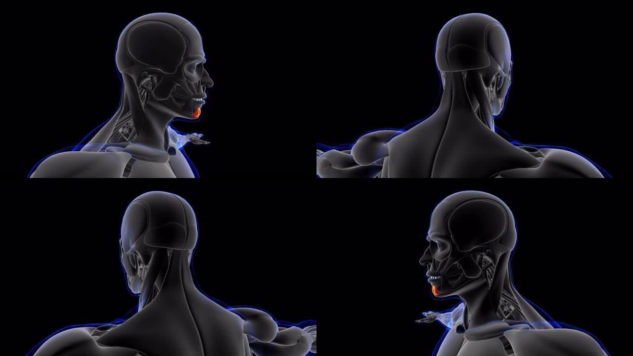 医学概念的精神肌肉解剖环可3D插图