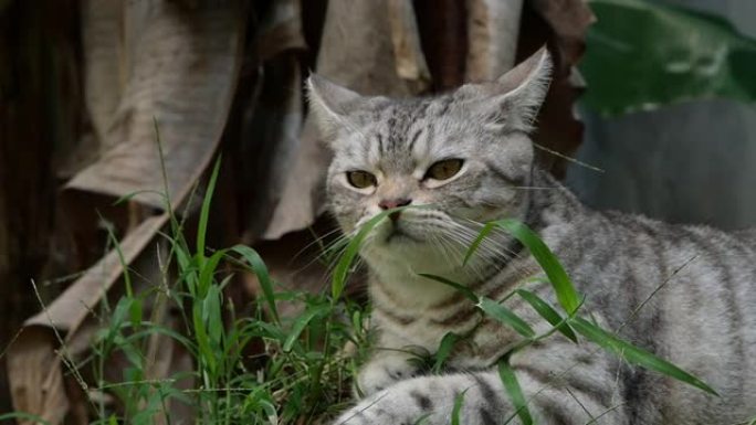 虎斑猫将美国短毛猫和波斯人混合在一起，在花园中寻找带有雷达耳朵的鸟声。