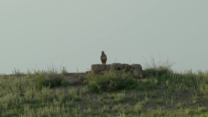 捕食者鹰是一种食肉鸟