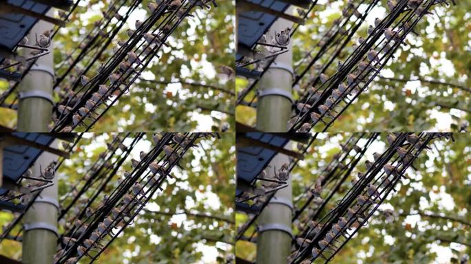 燕子群飞翔并坐在电源线上，关闭4k镜头，慢动作。