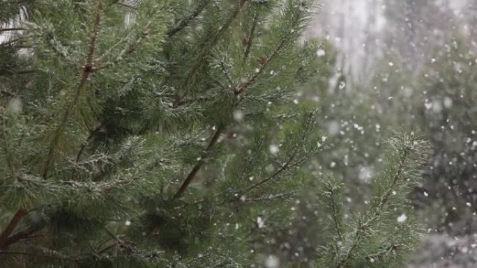 绿松枝背景下落雪的延时摄影