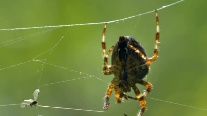 网上的棕色蜘蛛用网上的虫子挠脚