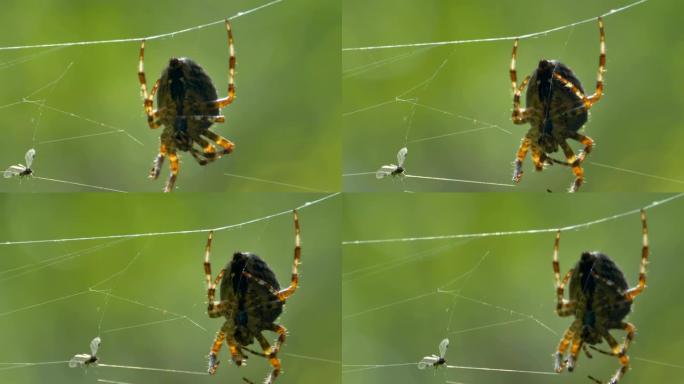 网上的棕色蜘蛛用网上的虫子挠脚