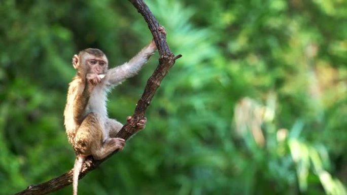 可爱的猴子挂在低地雨林里的莲娜上