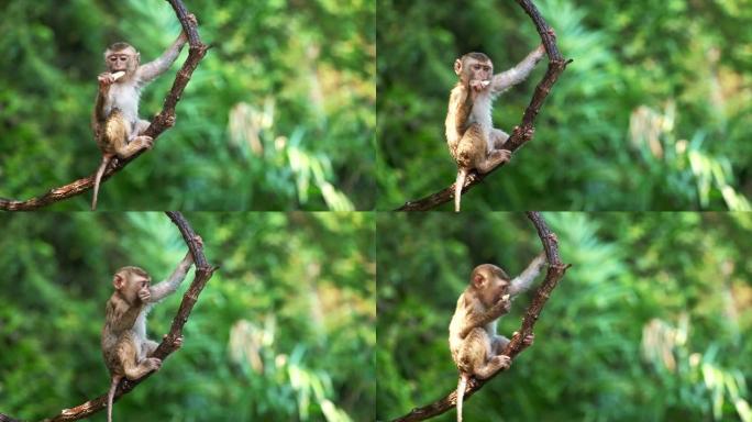 可爱的猴子挂在低地雨林里的莲娜上