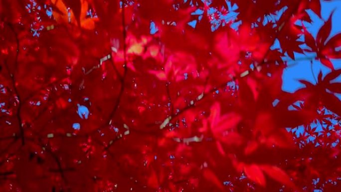 秋天的颜色火红枫叶