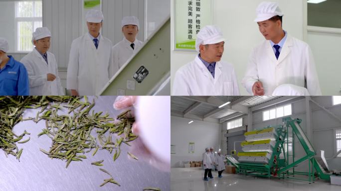 高端毛尖茶叶生产分拣生产线