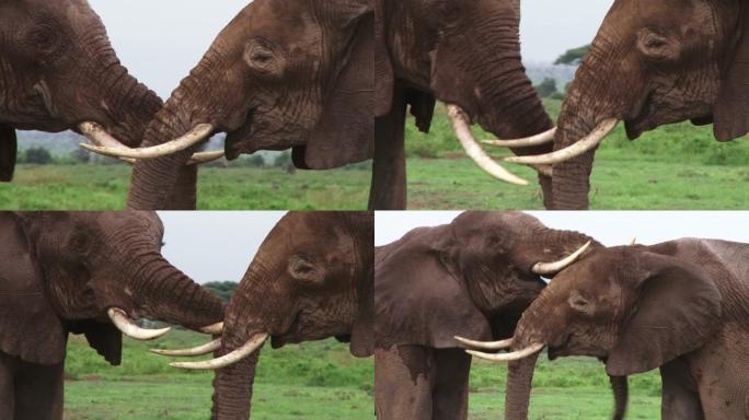 大象在玩象牙