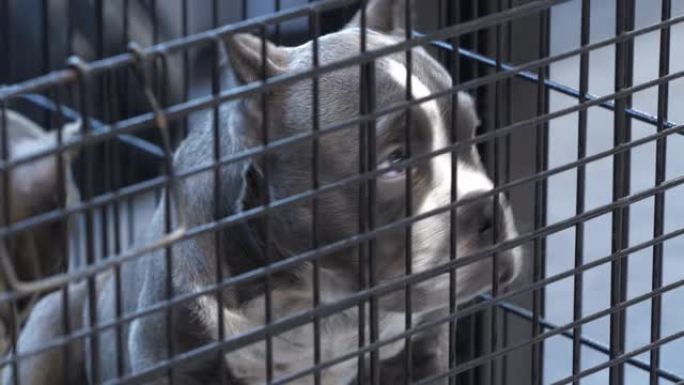 笼子里的狗囚禁关住动物救助站