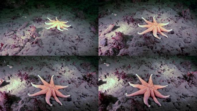 白海海底海星。
