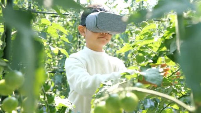 可爱的男孩用VR设备触摸西红柿