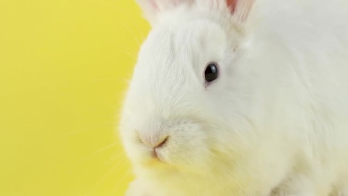 白色蓬松的家兔坐在柔和的黄色背景上，特写。复活节兔子肖像