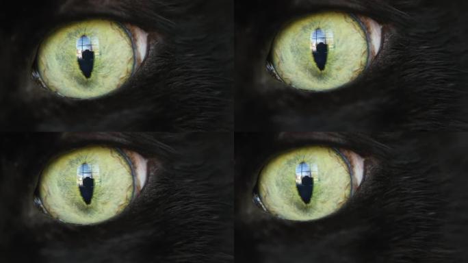 宏猫眼