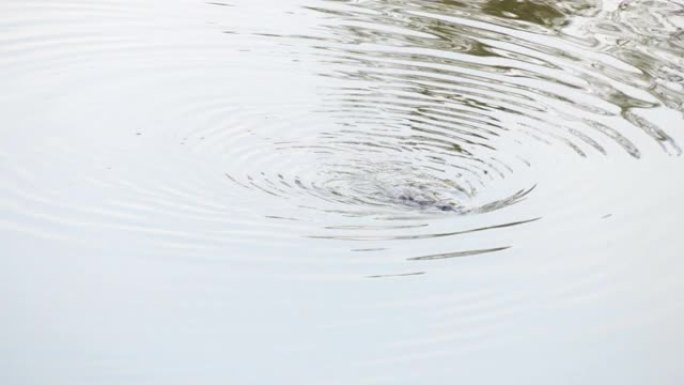 在邦巴拉河的水面上游泳的野生鸭嘴兽用后脚抓挠自己