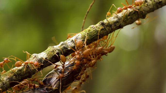 黄猄蚁搬运甲虫