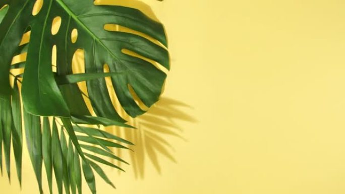 绿色热带棕榈叶Monstera