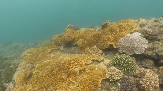澎湖群岛深海中健康的硬珊瑚群