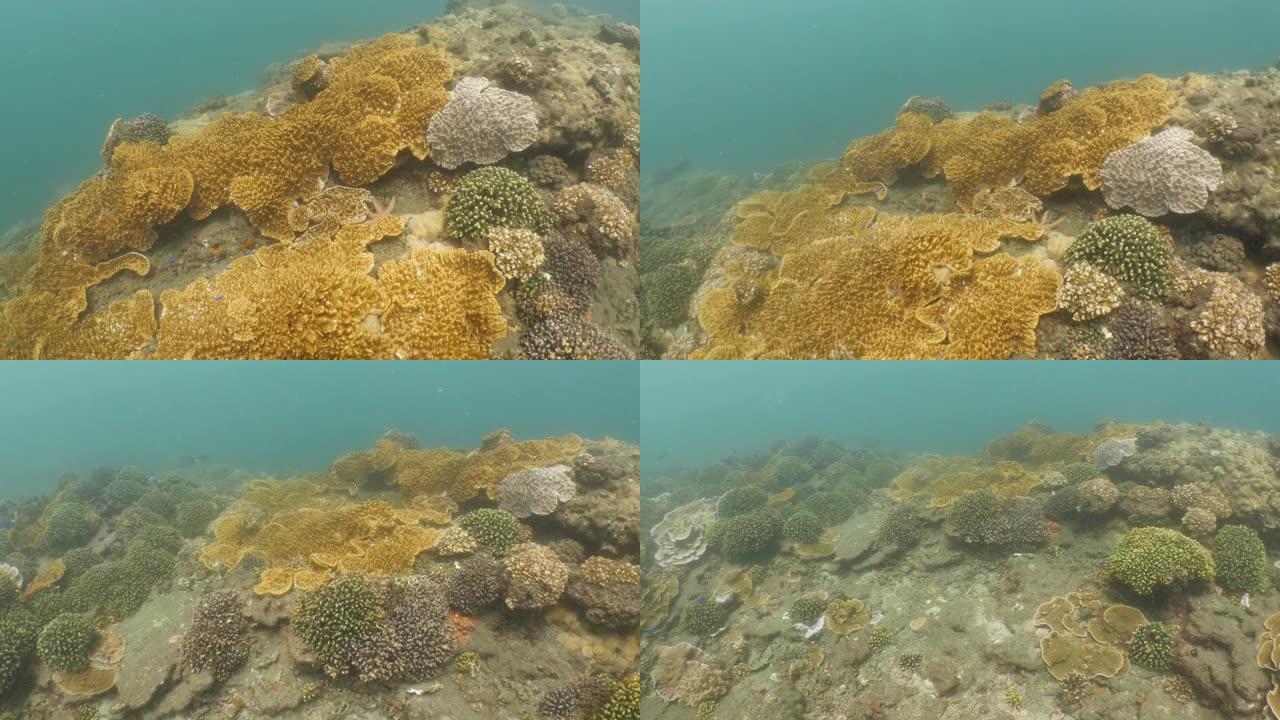 澎湖群岛深海中健康的硬珊瑚群