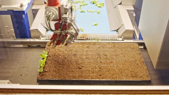 使用先进的机器人在托盘中种植叶子的自动化种植过程