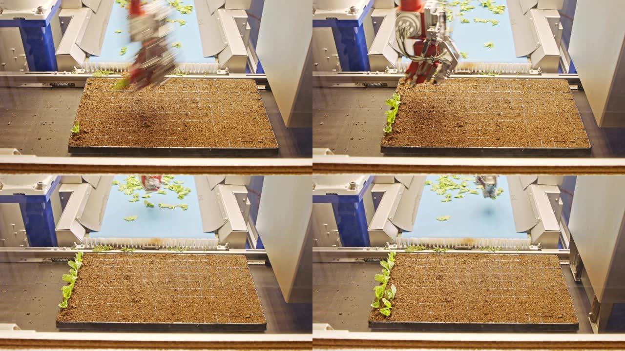 使用先进的机器人在托盘中种植叶子的自动化种植过程