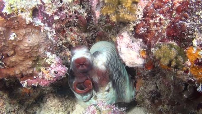 章鱼恶魔鱼poulpe在马尔代夫水下清晰海底的背景下。