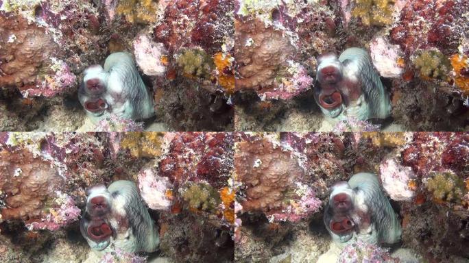 章鱼恶魔鱼poulpe在马尔代夫水下清晰海底的背景下。