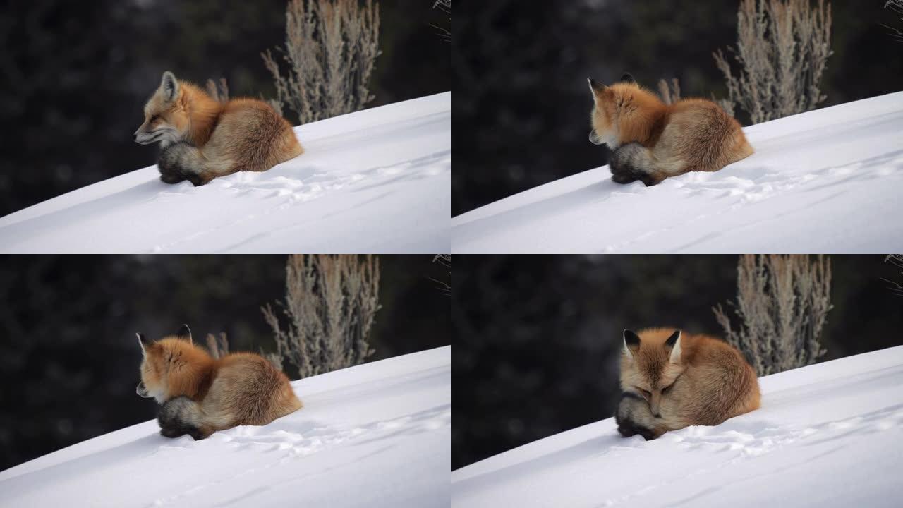 红狐狸躺下，环顾黄石公园白雪皑皑的拉马尔山谷