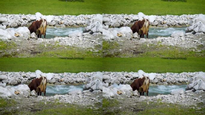 高山溪流中的牛农村农业牦牛黄牛水牛养殖奶
