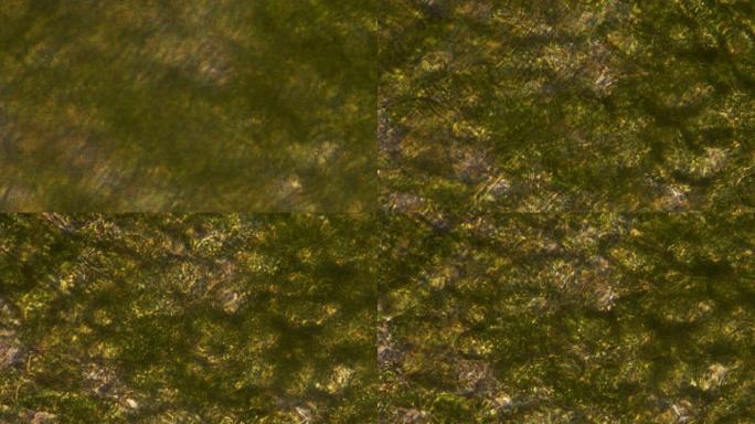 绿色植物 (大葱) 的显微镜。放大300倍，细胞壁可见，叶绿体叶绿素可见。