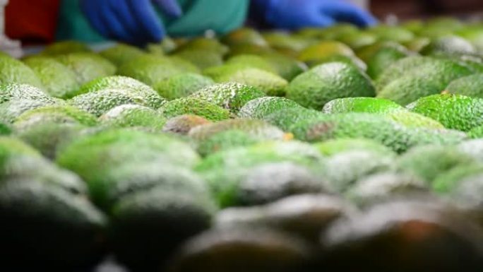 鳄梨片水果在包装线中滚动