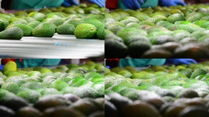 鳄梨片水果在包装线中滚动