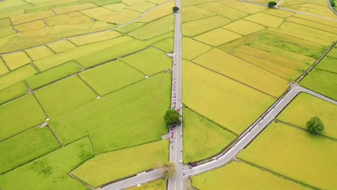 台湾台东县池上乡秋季美景稻田及布朗先生大道鸟瞰图