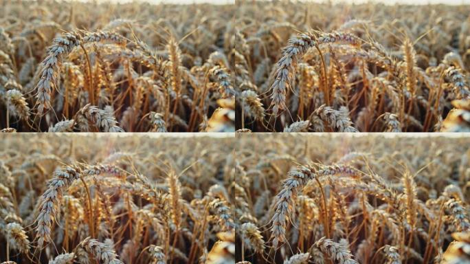在阳光明媚的夏日，小麦小穗在蓝天下的特写镜头。卡尔·蔡司光学，4k原始视频记录