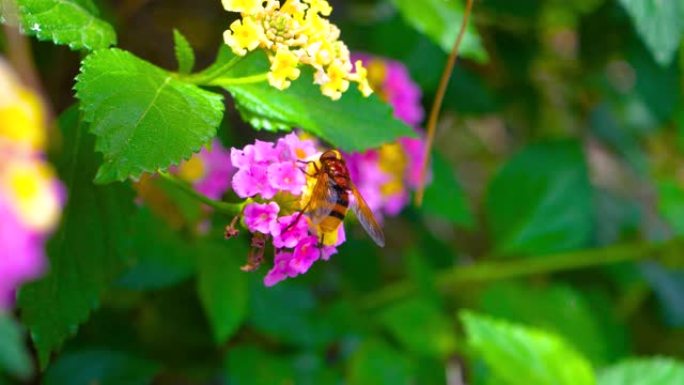 黄色和紫色花朵授粉期间的蜜蜂蜜蜂