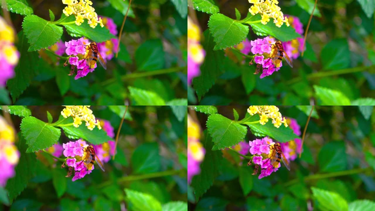 黄色和紫色花朵授粉期间的蜜蜂蜜蜂