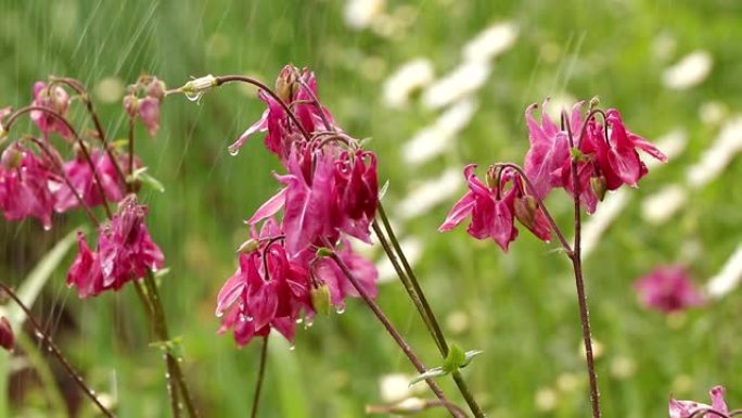 夏日花园中的雨水，粉红色的aquilegia花朵与水滴和bokeh，美丽的自然背景。花园中抽象的自然