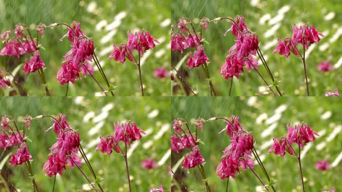 夏日花园中的雨水，粉红色的aquilegia花朵与水滴和bokeh，美丽的自然背景。花园中抽象的自然