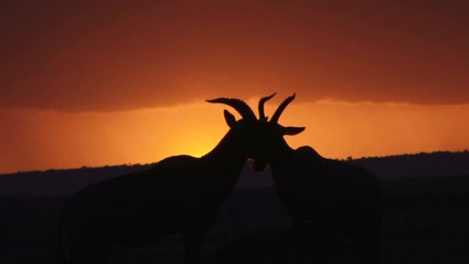 羚羊的角穿过夕阳
