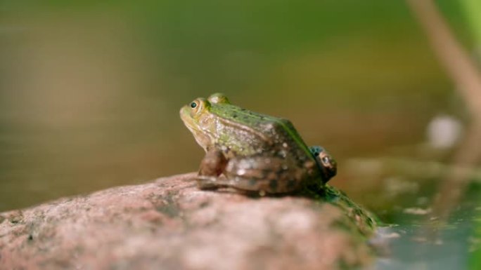 雄性绿色青蛙用膨胀的声囊呼唤