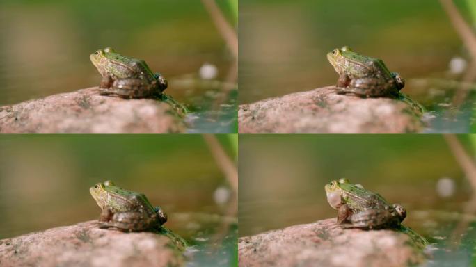 雄性绿色青蛙用膨胀的声囊呼唤