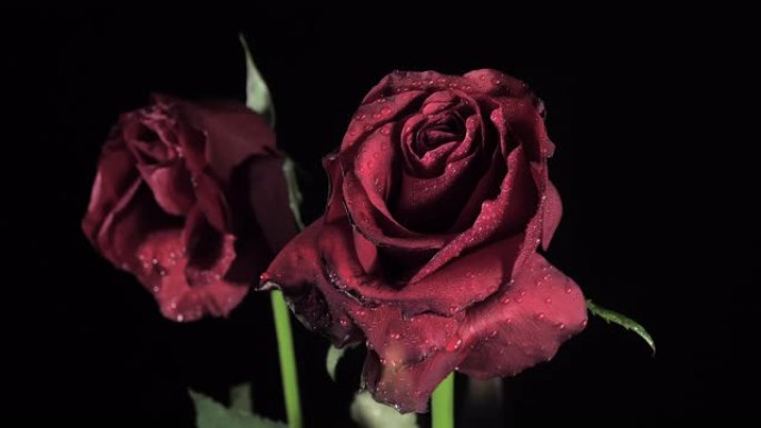 从火焰中燃烧的两朵玫瑰花瓣。浪漫概念