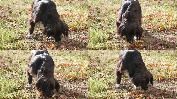 一只黑狗在阳光明媚的秋日吃草。