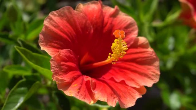 美丽的红花与热带灌木丛的鲜绿色叶子相衬。热带岛屿上温暖的晴天。特写镜头。